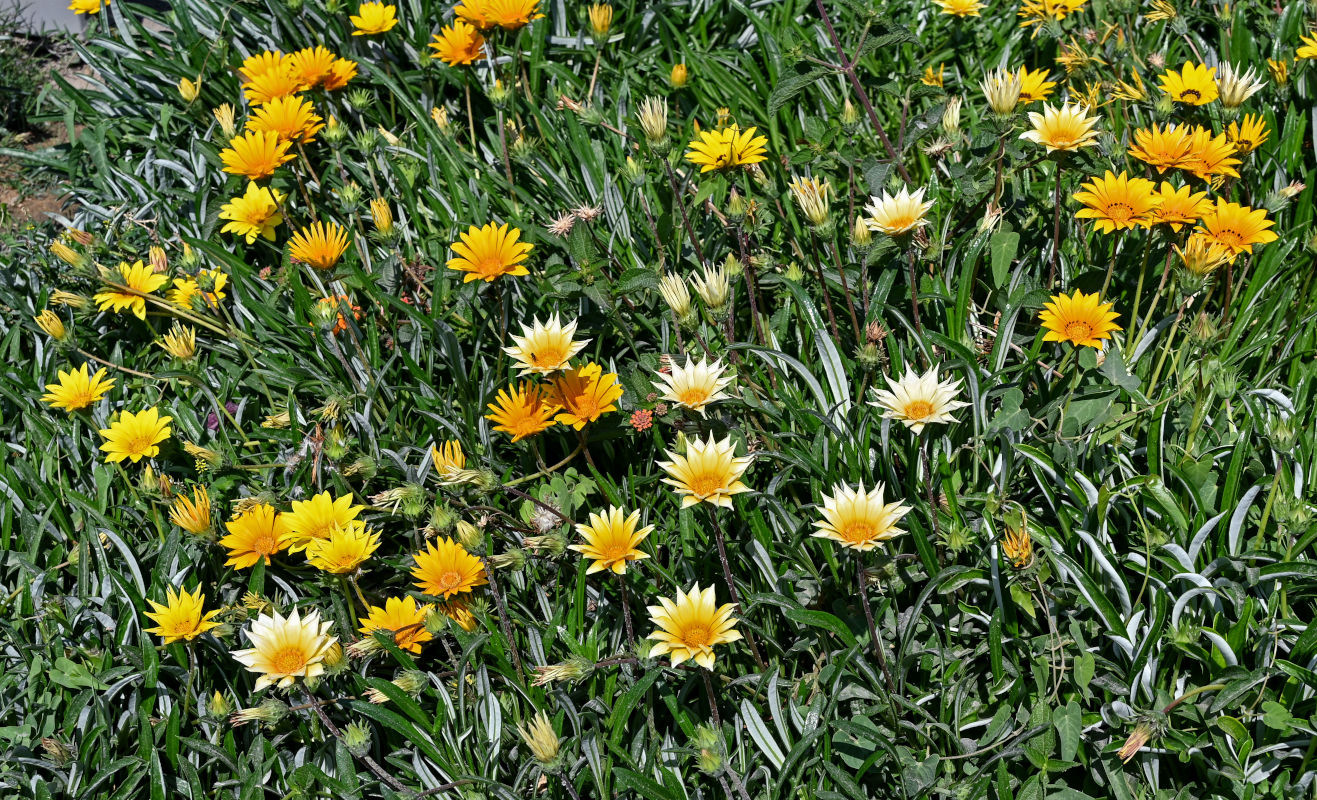 Image of Gazania × hybrida specimen.