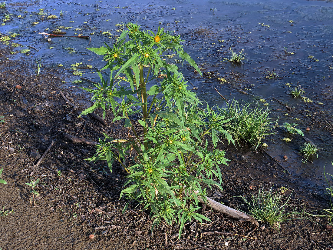 Изображение особи Bidens radiata.