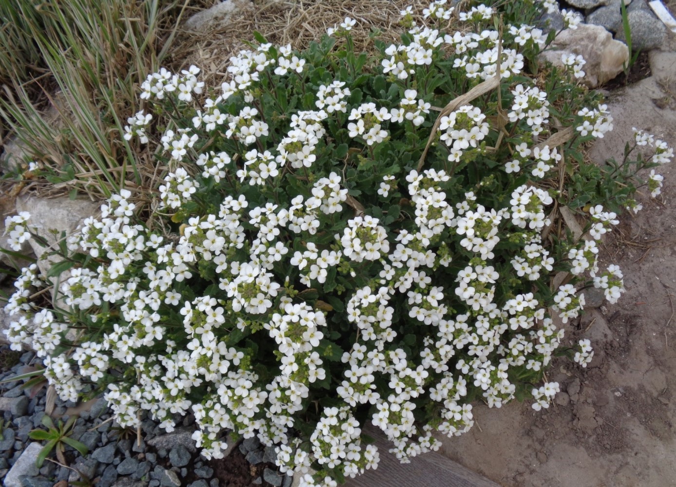 Изображение особи Arabis alpina.