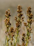 Artemisia salsoloides. Верхушки побегов с соплодиями. Оренбургская обл., Беляевский р-н, Донской сельсовет, Долгие Горы, степной склон. 5 сентября 2023 г.