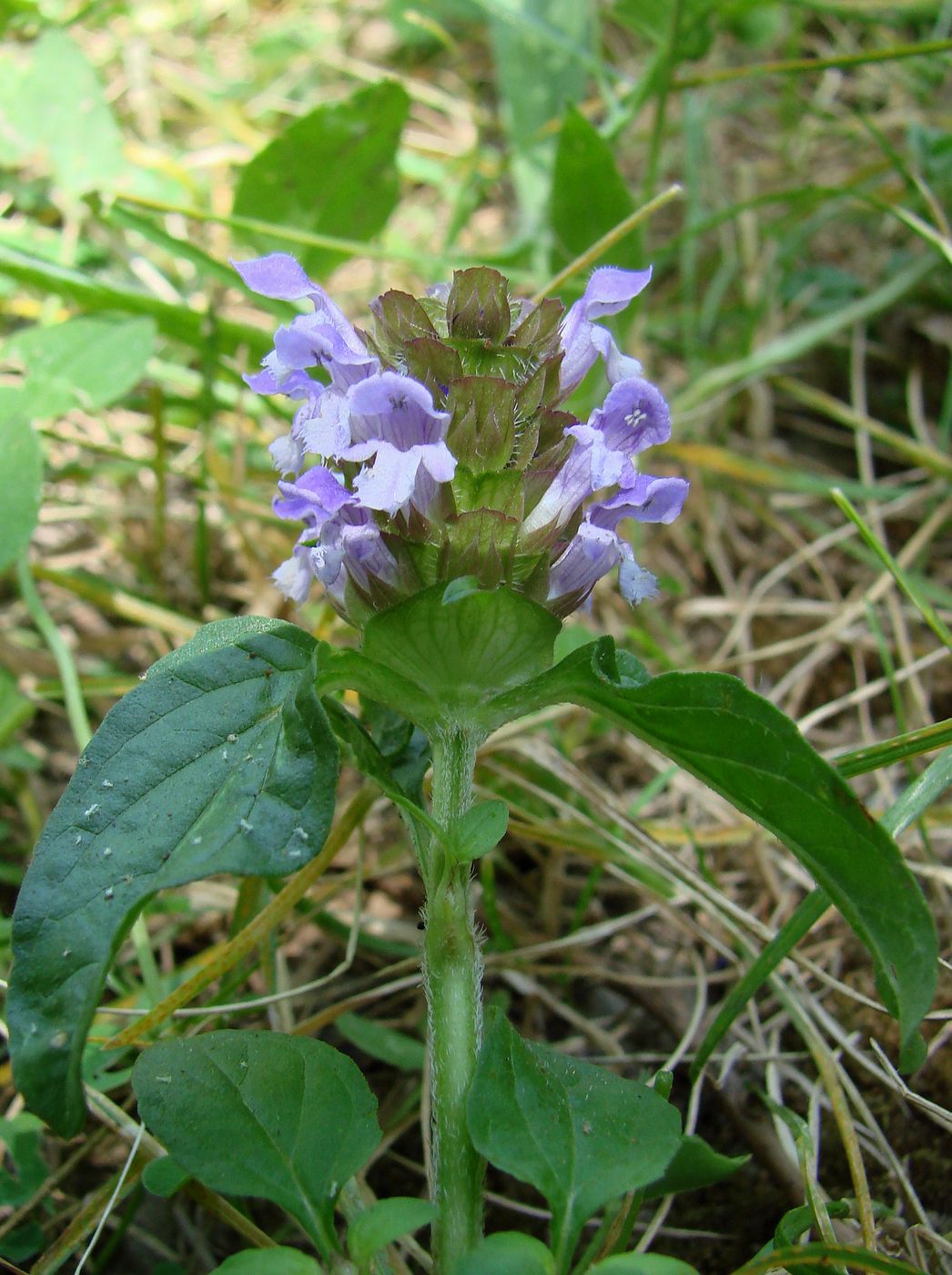 Image of Prunella vulgaris specimen.