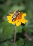 Tridax trilobata. Соцветие с кормящейся осой Bembix sp. Израиль, г. Бат-Ям, поляна. 01.12.2023.