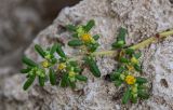 Tetraena simplex. Верхушка побега с цветками. Египет, мухафаза Эль-Гиза, г. Эль-Гиза, плато Гиза, каменистый сухой склон. 28.04.2023.