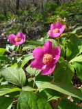 Paeonia caucasica. Цветки и части листьев. Краснодарский край, г/о Сочи, Хостинский р-н, гора Бытха, восточный склон, широколиственный лес. 02.04.2024.