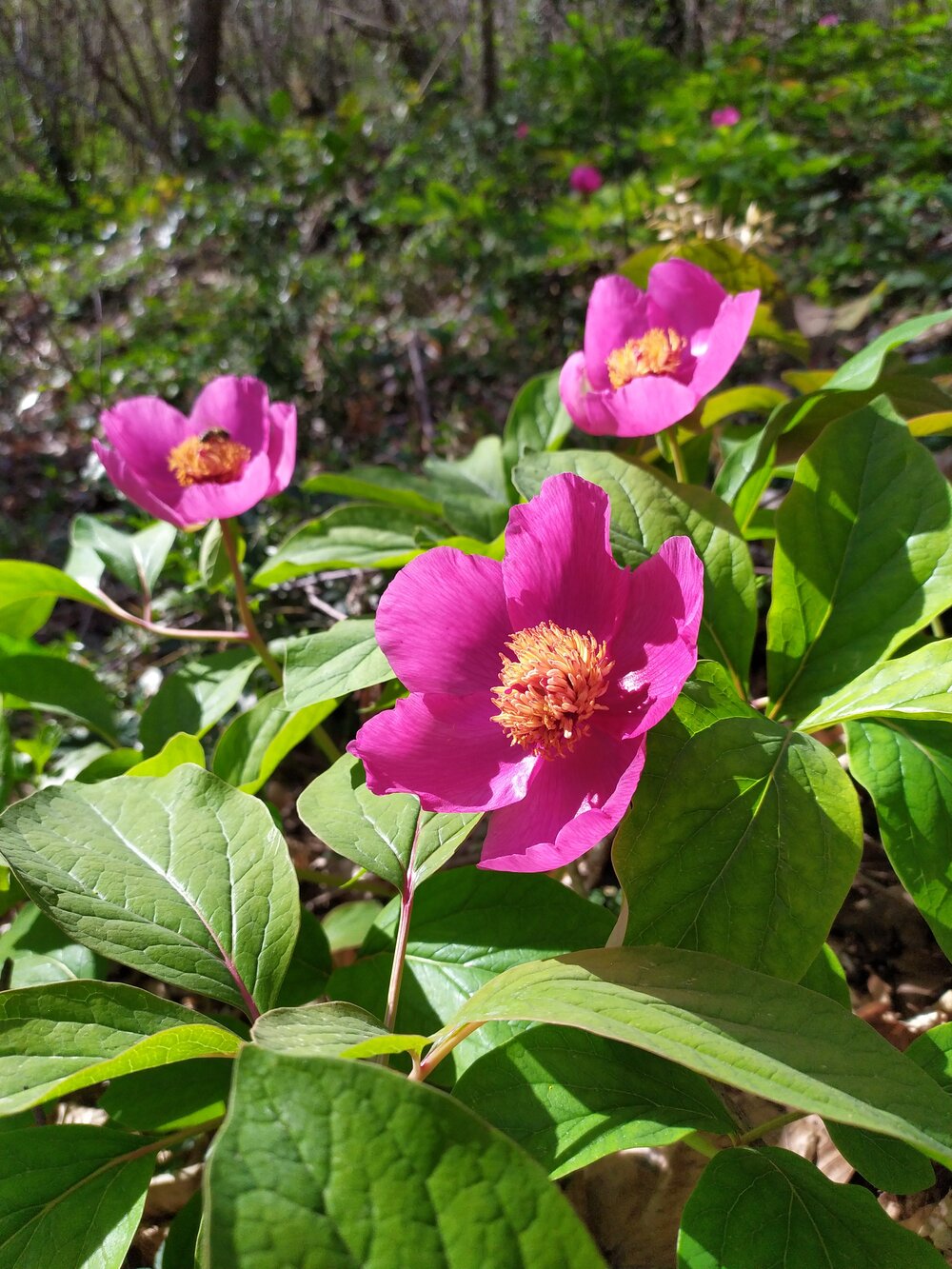 Image of Paeonia caucasica specimen.