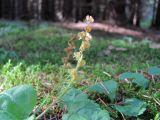 Veronica officinalis. Плодоносящее растение. Смоленская обл., Смоленский р-н, окр. пос. Каспля, еловые посадки. 30.09.2010.