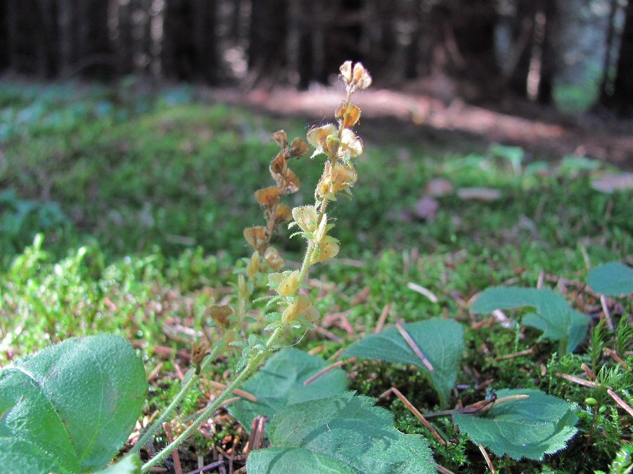 Image of Veronica officinalis specimen.