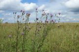 Centaurea jacea. Верхушка цветущего растения. Беларусь, Витебская обл., окр. пос. Езерище, побережье оз. Езерище за дендрарием, бровка склона, суходольный луг. 03.08.2023.