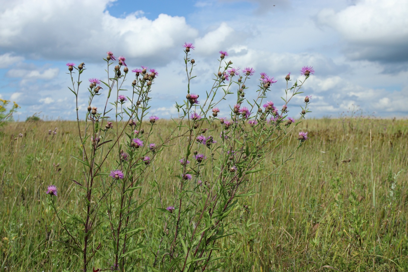 Изображение особи Centaurea jacea.