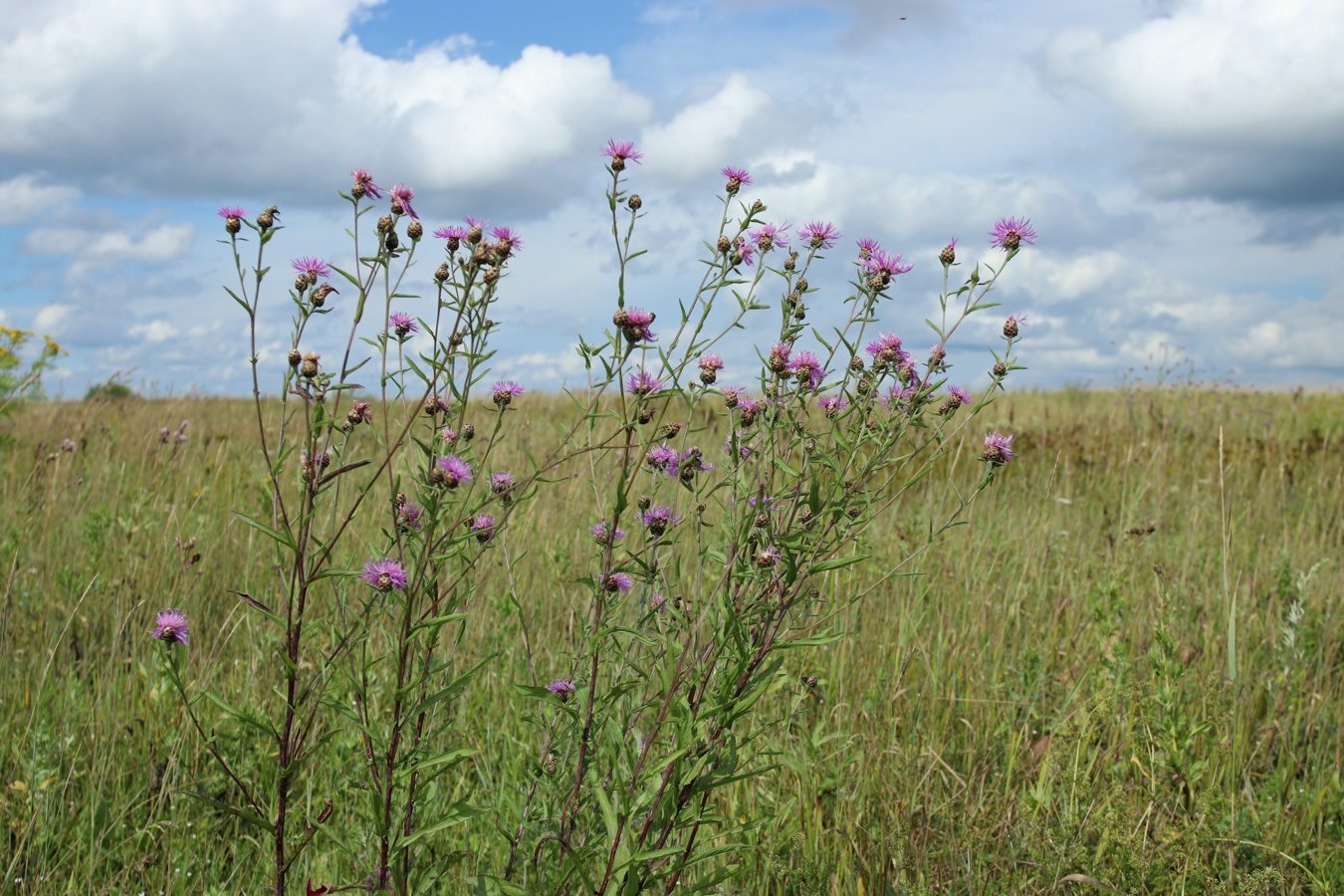 Image of Centaurea jacea specimen.