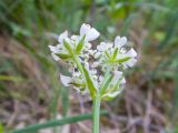 Orlaya daucoides. Соцветие (со стороны обёртки). Краснодарский край, Крымский р-н, окр. станицы Неберджаевская, гора Вышка, ≈ 300 м н.у.м., задернованное скальное обнажение на склоне южной экспозиции. 29.04.2024.