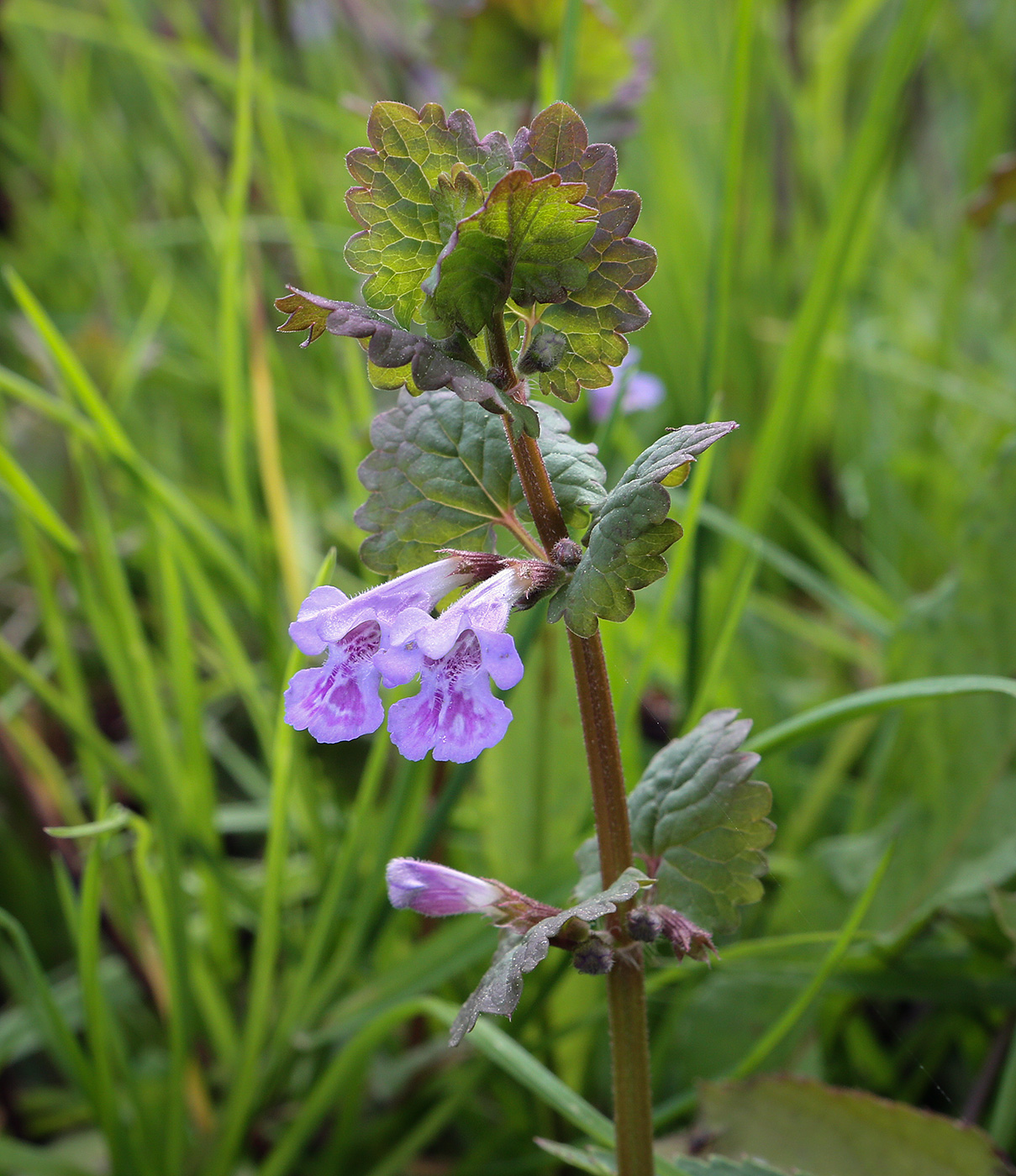 Изображение особи Glechoma hederacea.