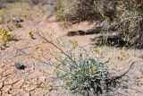 Sisymbrium subspinescens. Цветущее и плодоносящее растение. Казахстан, Алматинская обл., горы Богуты, такыровидное глинисто-песчаное русло временного водотока. 8 мая 2024 г.
