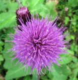 Cirsium helenioides. Соцветие. Полярный Урал, берег р. Собь. 12.08.2010.