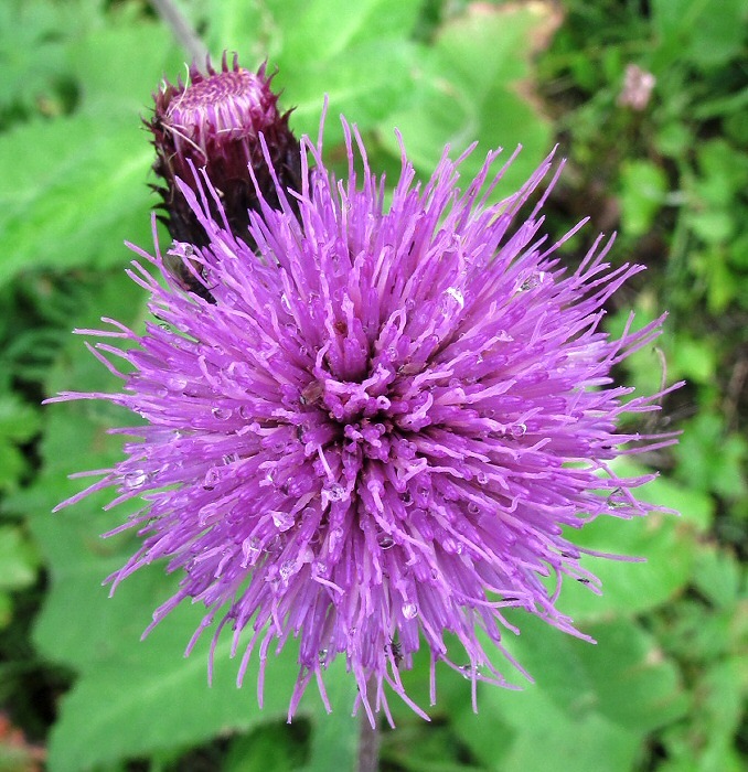 Изображение особи Cirsium helenioides.