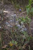 Eryngium planum