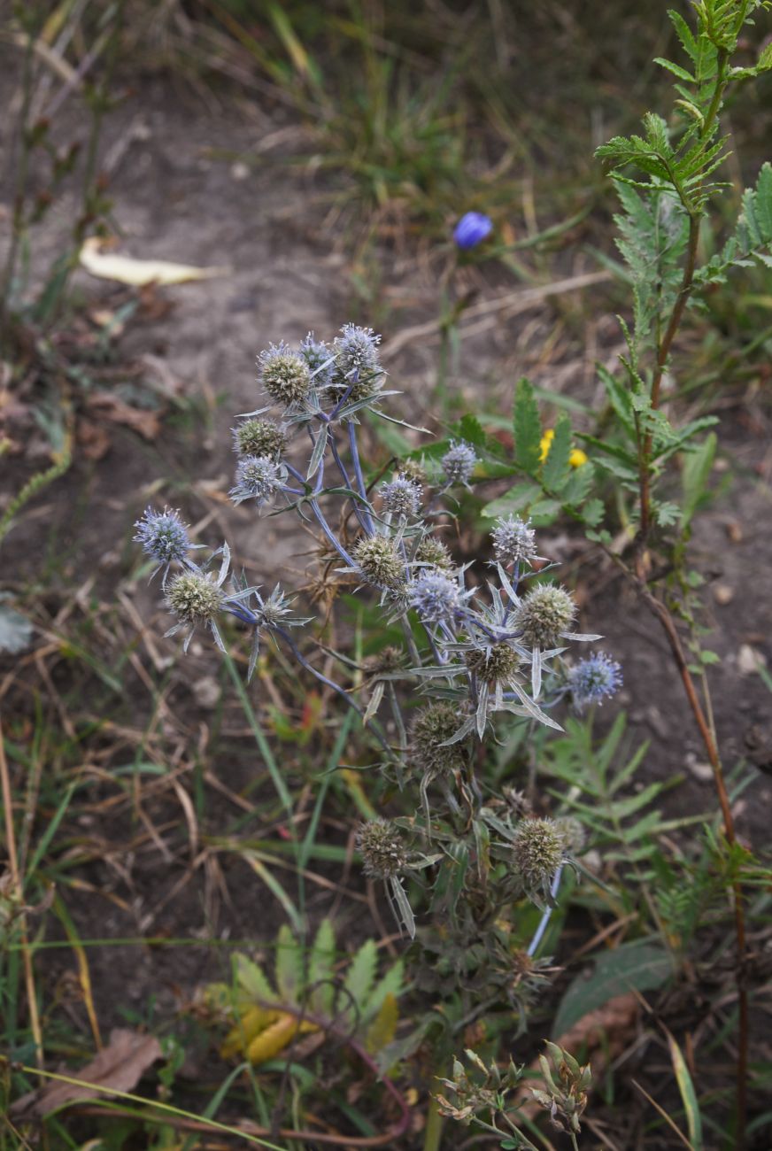Image of Eryngium planum specimen.