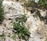 род Crepis. Зацветающее растение. Краснодарский край, м.о. Новороссийск, сельский округ Абрау-Дюрсо, озеро Абрау, скальные выходы мергелей и песчаников. 10.06.2021.