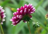 Dahlia × cultorum