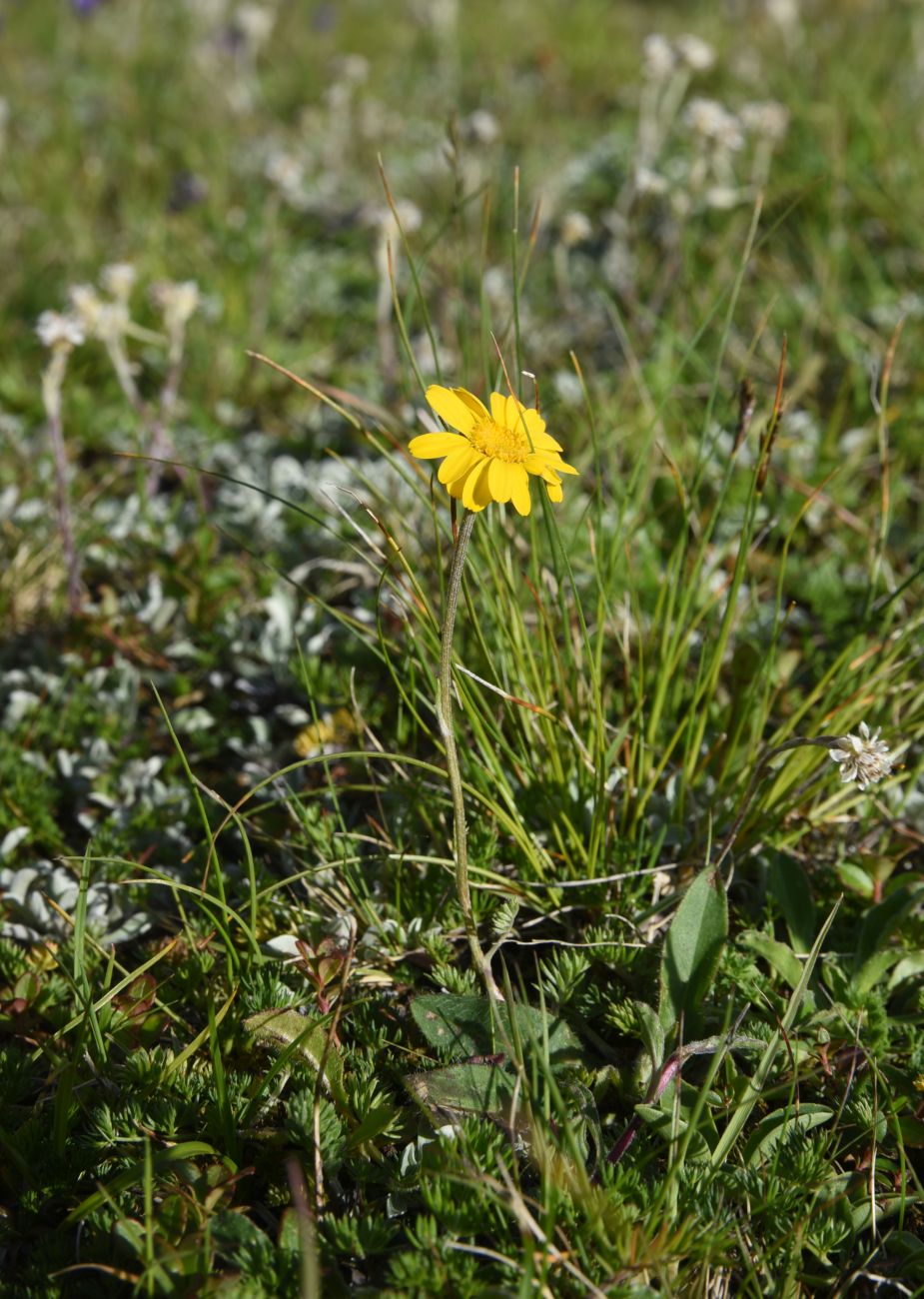 Изображение особи Anthemis marschalliana ssp. pectinata.