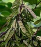 Cercis chinensis