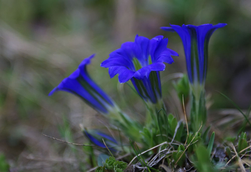 Изображение особи Gentiana grandiflora.