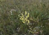 Verbascum lychnitis