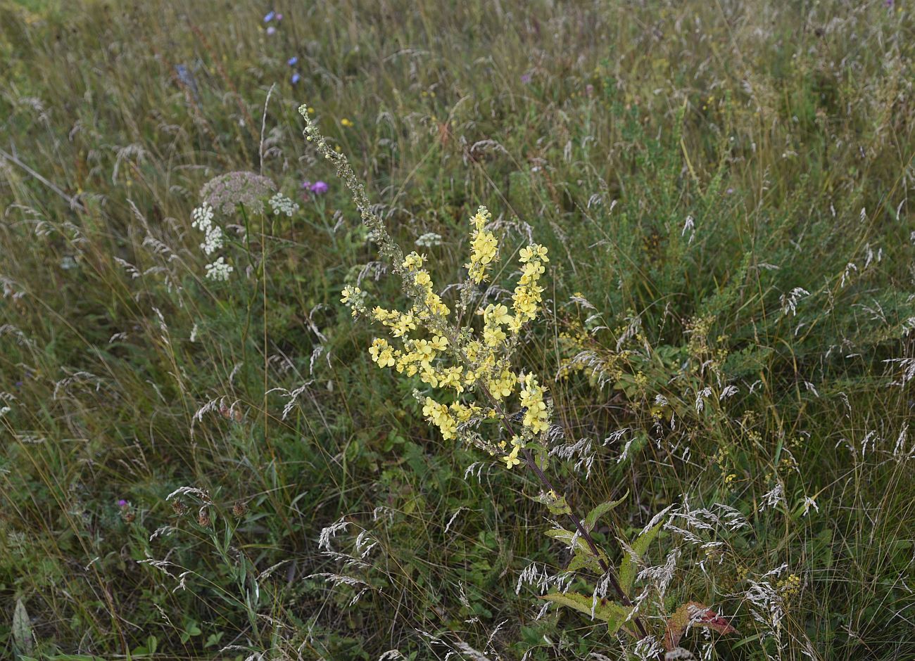 Изображение особи Verbascum lychnitis.