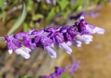 Salvia leucantha