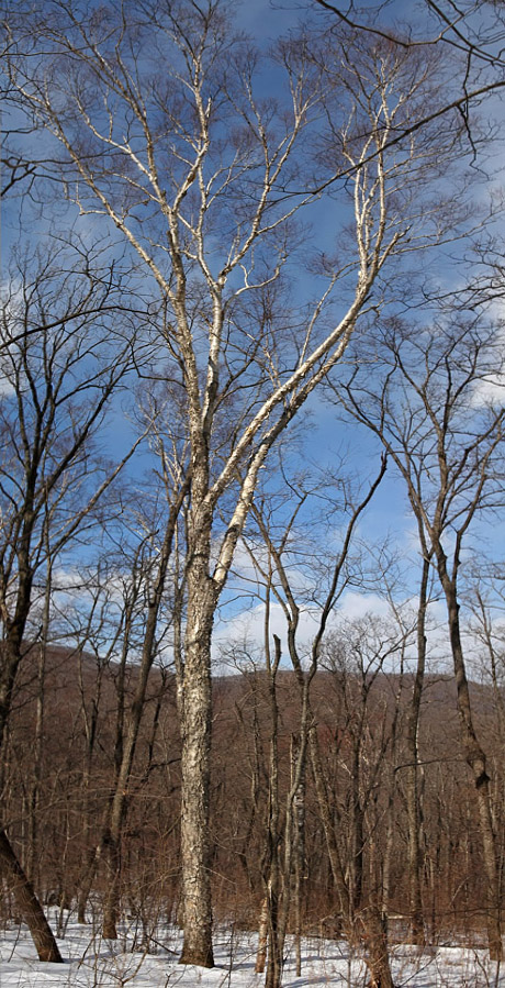 Image of Betula costata specimen.