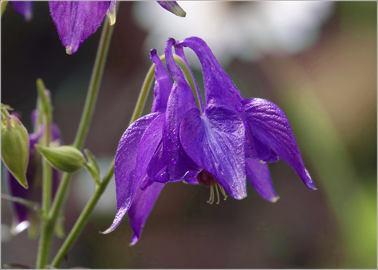 Изображение особи Aquilegia vulgaris.