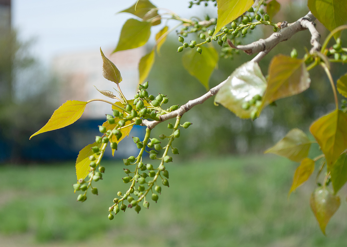 Изображение особи Populus nigra.