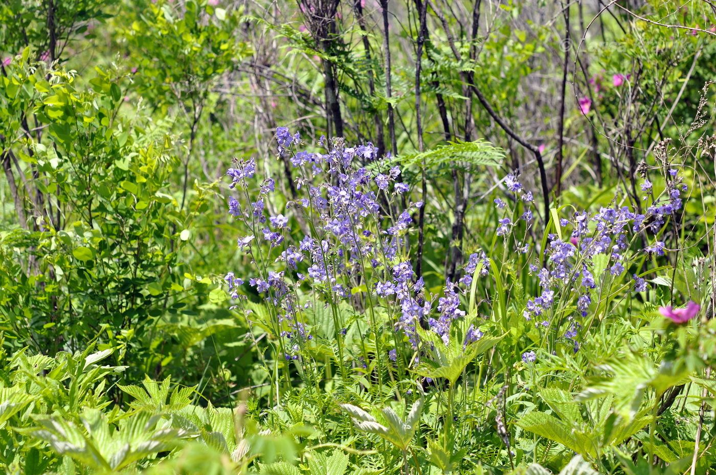 Image of Polemonium laxiflorum specimen.