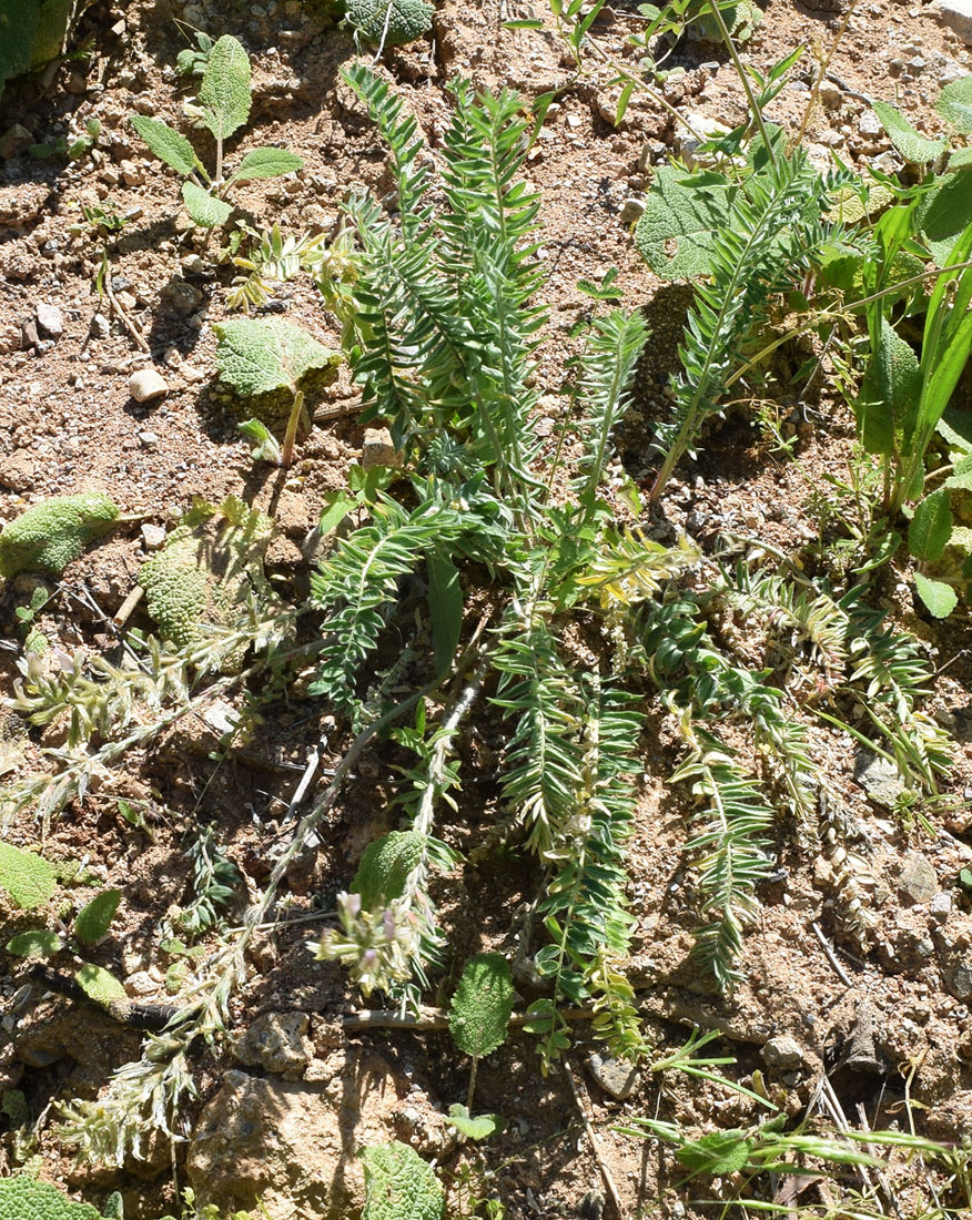 Изображение особи Oxytropis pilosissima.