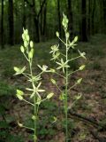 Ornithogalum pyrenaicum