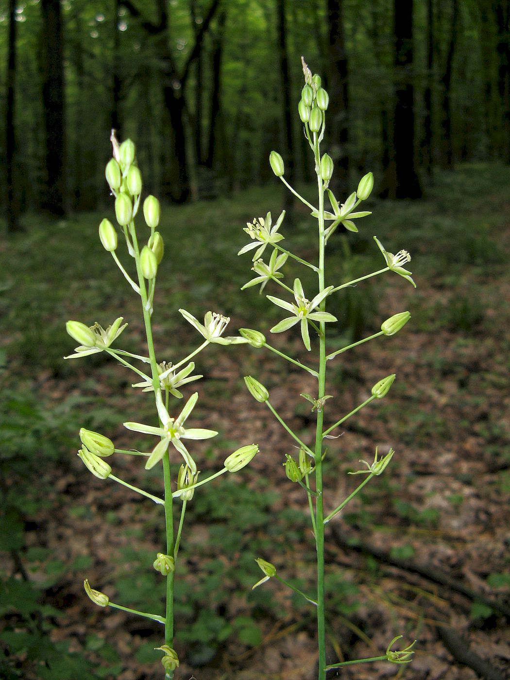 Image of Ornithogalum pyrenaicum specimen.