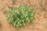 Onosma setosa