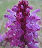 Pedicularis verticillata. Соцветие. Коми, Интинский р-н, пос. Желанный, Приполярный Урал, долина р. Балбанью. 11.07.2010.