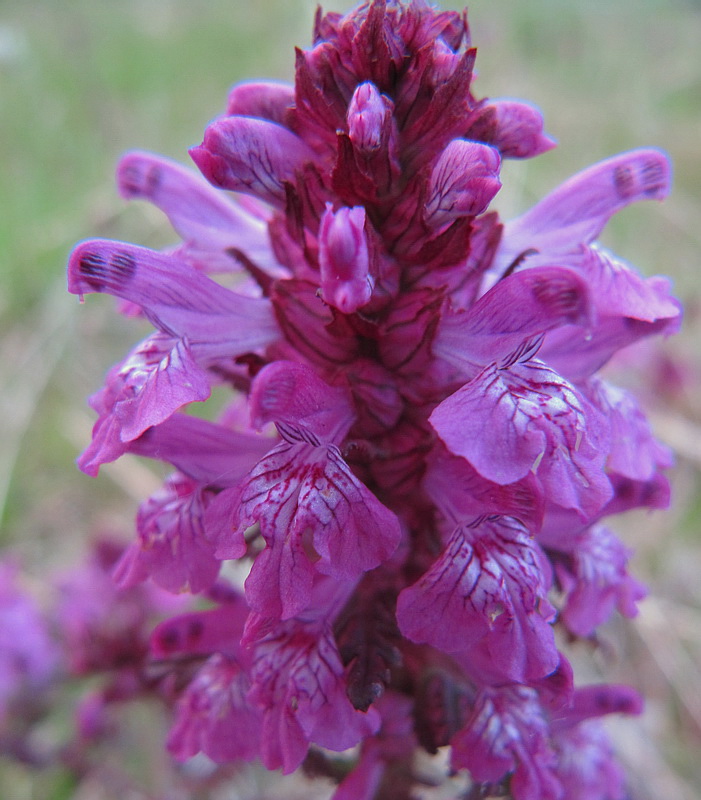 Изображение особи Pedicularis verticillata.