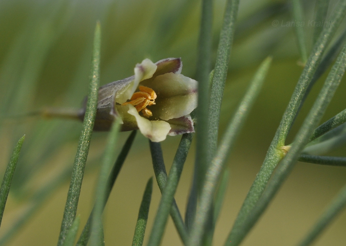 Image of Asparagus oligoclonos specimen.