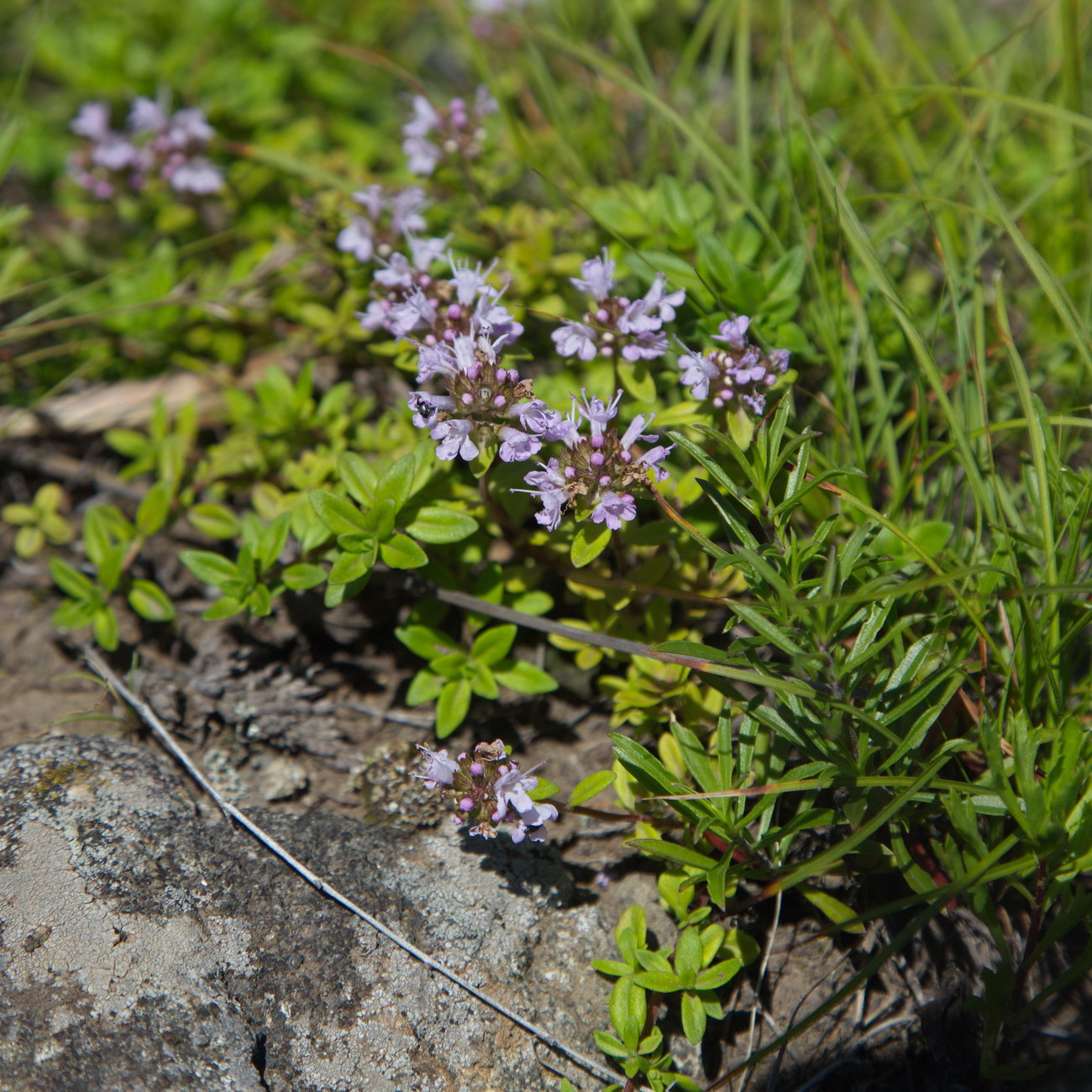 Image of genus Thymus specimen.