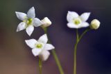 Galium davuricum. Цветки и бутоны. Приморский край, Шкотовский р-н, пос. Подъяпольск, поросший кустарником склон. 14.06.2025.