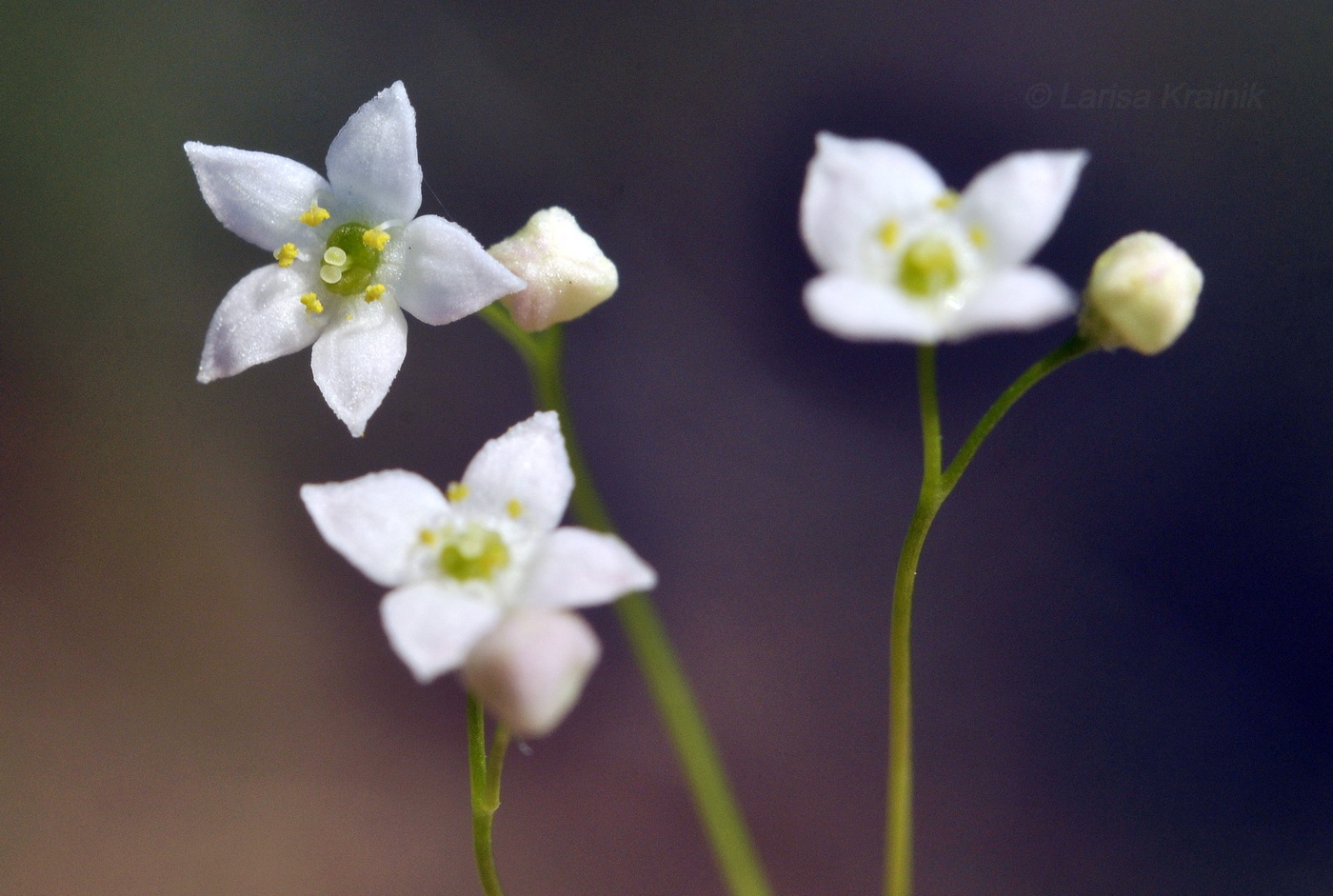 Image of Galium davuricum specimen.