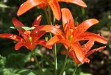 Lilium buschianum. Цветки. Приморский край, Уссурийский гор. округ, окр. с. Монакино, широколиственный лес на небольшой сопке. 02.07.2025.
