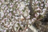 Goniolimon rubellum
