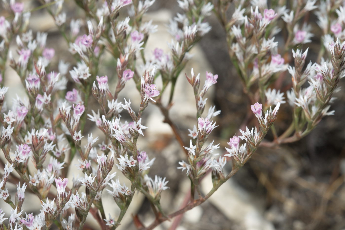 Image of Goniolimon rubellum specimen.