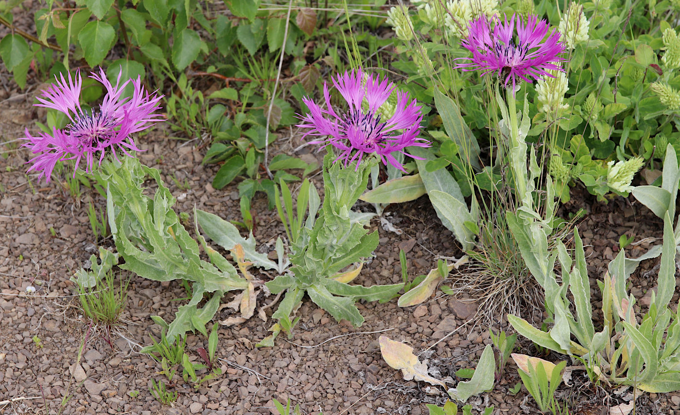 Image of Centaurea willdenowii specimen.