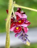 familia Fabaceae