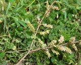 genus Salix. Часть веточки с соплодиями. Кабардино-Балкария, Эльбрусский р-н, дол. р. Адылсу, 1 км ниже альплагеря \"Джантуган\", луг. 17 июня 2025 г.