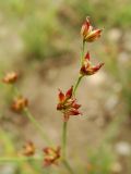 Juncus papillosus